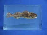 Foto Galerie/Perciformes/Cottoidei/Myoxocephalus scorpius_01_SS.jpg